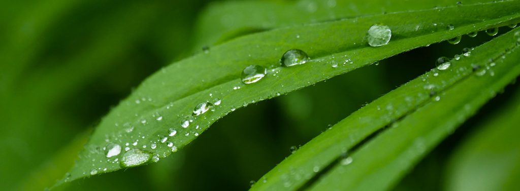 Meeting in the Rain – 護持妙音佛學院