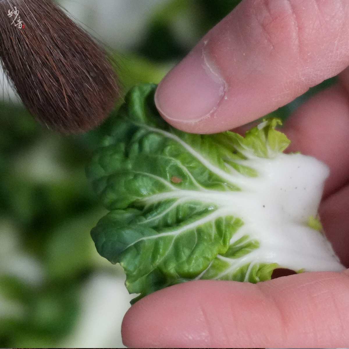 小小的我 大大的他